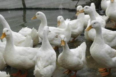 Influenza Aviária de Alta Patogenicidade(H5N8) detectado em criação de patos na Hungria