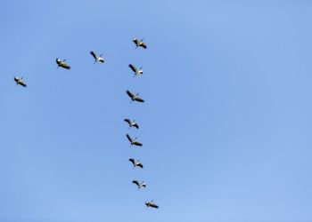 vista-de-baixo-angulo-de-um-bando-de-passaros-voando-no-ceu-azul-durante-o-dia_181624-23271-1