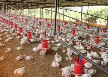 Gripe-aviaria-1024x576