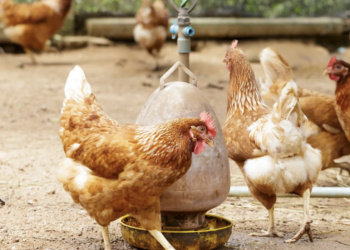 Captura-de-Tela-2025-02-17-as-08.48.07-1024x576