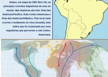 Influenza Aviária chega à América do Sul: Colômbia confirma presença do vírus em aves silvestres e domésticas