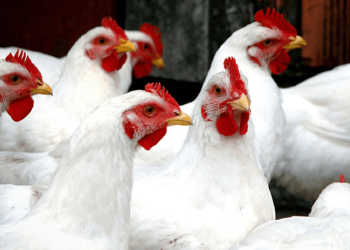 Frango-scot-consultoria-11