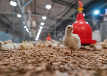 pintinho_agroceres-600x400