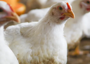 image_2025_03_18T13_00_46_596Z