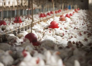 avicultru00r83r8032-scaled