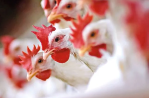 GALINHAS-300x197