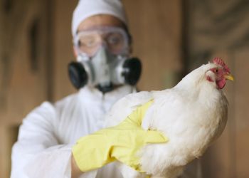 México: Amostragem antecipada e vacinação de aves contra influenza aviária AH5N1 em unidades de produção avícola