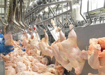 matadouro-de-frango-e1753296113597