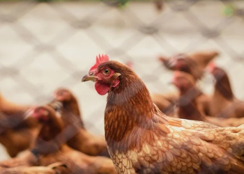 image_2025_03_31T11_26_33_361Z