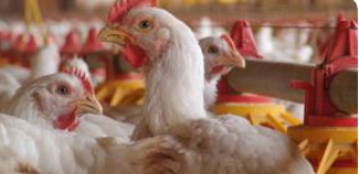 image_2025_02_04T17_54_21_511Z