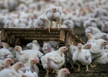 POULTRYFARM-NE-101822-RTW_13-1024x576