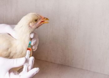 transmissao-da-gripe-aviaria