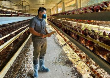 fiscalizacao-SP-gripe-aviaria.